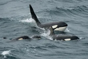 Orca whales (Orcinus orca) pod surfacing together, Shetland, Scotland, UK. April Orca whales (Orcinus orca) pod surfacing together, Shetland, Scotland, UK. April