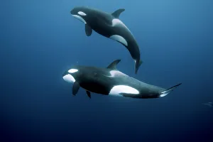Orcas / Killer whales (Orcinus orca) swimming in open water, Three Kings Islands, New Zealand Orcas / Killer whales (Orcinus orca) swimming in open water, Three Kings Islands, New Zealand