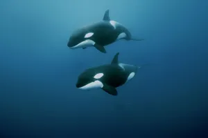 Orcas / killer whales (Orcinus orca) swimming in open water, Three Kings Islands, New Zealand Orcas / killer whales (Orcinus orca) swimming in open water, Three Kings Islands, New Zealand