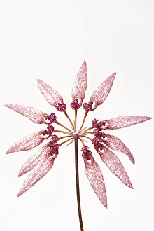 Orchid (Bulbophyllum sp) on white background, Botanic Garden Leiden, Netherlands, July Orchid (Bulbophyllum sp) on white background, Botanic Garden Leiden, Netherlands, July