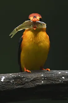 Oriental dwarf kingfisher (Ceyx erithacus) catching and eating a fish at Tongbiguan Oriental dwarf kingfisher (Ceyx erithacus) catching and eating a fish at Tongbiguan