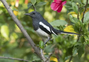 Oriental Magpie Robin (Copsychus saularis) female, Whitefield, Bangalore, India, March Oriental Magpie Robin (Copsychus saularis) female, Whitefield, Bangalore, India, March