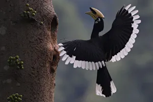 Oriental Pied hornbill (Anthracoceros albirostris) male landing at nest hole, Tongbiguan Oriental Pied hornbill (Anthracoceros albirostris) male landing at nest hole, Tongbiguan
