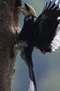 Oriental Pied hornbill (Anthracoceros albirostris) male bringing berry to nest, Tongbiguan Oriental Pied hornbill (Anthracoceros albirostris) male bringing berry to nest, Tongbiguan