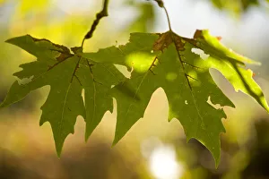 Oriental plane tree (Platanus orientalis) leaves, Meteora, Greece, October 2008 Oriental plane tree (Platanus orientalis) leaves, Meteora, Greece, October 2008