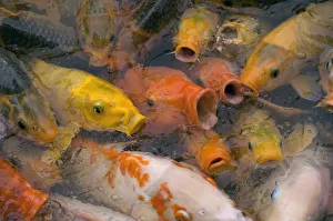 Ornamental koi carp (Cyprinus carpio) group with open mouths at lake surface Ornamental koi carp (Cyprinus carpio) group with open mouths at lake surface