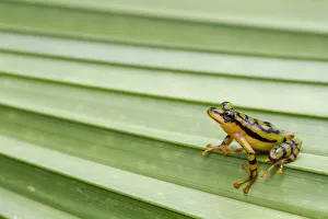 Ornate rainfrog (Pristimantis ornatissimus) on leaf, Otongachi, Santo Domingo de los Tsachilas Ornate rainfrog (Pristimantis ornatissimus) on leaf, Otongachi, Santo Domingo de los Tsachilas