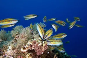 Ornate wrasse (Thalassoma pavo) shoal, Deserta Grande, Desertas Islands, Madeira Ornate wrasse (Thalassoma pavo) shoal, Deserta Grande, Desertas Islands, Madeira
