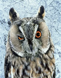 Owl blinking / winking (digitally enhanced) captive Owl blinking / winking (digitally enhanced) captive