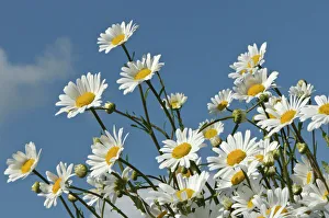 Ox-eye daisies (Leucanthemum vulgare) in herb rich conservation margin around farmland Ox-eye daisies (Leucanthemum vulgare) in herb rich conservation margin around farmland
