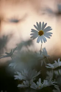 Oxeye Daisy (Leucanthemum vulgare) flower head at dusk. Scotland, UK, June Oxeye Daisy (Leucanthemum vulgare) flower head at dusk. Scotland, UK, June