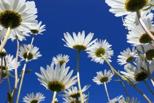 Oxeye daisy {Leucanthemum vulgare} flowers, Cornwall, UK. June Oxeye daisy {Leucanthemum vulgare} flowers, Cornwall, UK. June