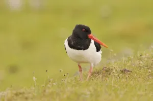 Oystercatcher (Haematopus ostralegus) on machair grassland, Outer Hebrides, Scotland Oystercatcher (Haematopus ostralegus) on machair grassland, Outer Hebrides, Scotland