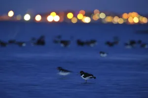 Oystercatcher (Haematopus ostralegus) at dusk, with lights in distance, South Swale Oystercatcher (Haematopus ostralegus) at dusk, with lights in distance, South Swale
