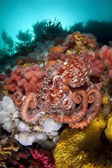 Pacific giant octopus (Enteroctopus dofleini) hunts for food on a colourful reef in Browning Pass Pacific giant octopus (Enteroctopus dofleini) hunts for food on a colourful reef in Browning Pass