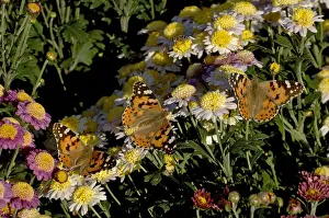 Painted lady butterflies (Vanessa cardui), three nectaring on potted Chrysanthemums Painted lady butterflies (Vanessa cardui), three nectaring on potted Chrysanthemums