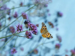 Painted lady butterfly (Cynthia cardui) feeding on Verbena flowers in flight, England, UK Painted lady butterfly (Cynthia cardui) feeding on Verbena flowers in flight, England, UK