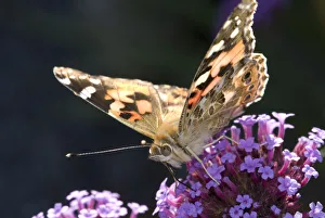 Painted Lady butterfly (Cynthia / Vanessa cardui) feeding on {Verbena bonariensis} flowers Painted Lady butterfly (Cynthia / Vanessa cardui) feeding on {Verbena bonariensis} flowers