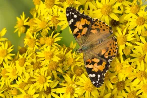 Painted lady butterfly (Vanessa cardu) feeding on Common ragwort (Senecio jacobaea) Painted lady butterfly (Vanessa cardu) feeding on Common ragwort (Senecio jacobaea)
