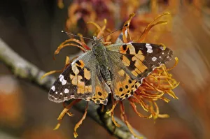 Painted lady butterfly (Vanessa cardui) nectaring on Witch hazel (Hamamelis x intermedia Painted lady butterfly (Vanessa cardui) nectaring on Witch hazel (Hamamelis x intermedia