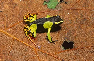 Painted mantella frog (Mantella madagascariensis) Mantadia NP, Eastern Madagascar Painted mantella frog (Mantella madagascariensis) Mantadia NP, Eastern Madagascar