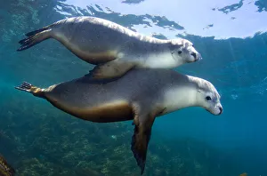 A pair of Australian Sea Lions (Neophoca cinerea) socialising in the shallows. Kangaroo Island A pair of Australian Sea Lions (Neophoca cinerea) socialising in the shallows. Kangaroo Island