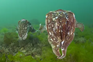 Pair of Common cuttlefish (Sepia officinalis), female in foreground and male behind Pair of Common cuttlefish (Sepia officinalis), female in foreground and male behind