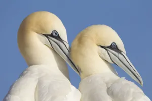 Pair of Gannets (Morus bassanus) mutual preening, Bass Rock, Firth of Forth, Scotland Pair of Gannets (Morus bassanus) mutual preening, Bass Rock, Firth of Forth, Scotland