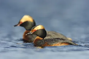 Pair of Horned Grebes (Podiceps auritus) in breeding plumage, on water, Southeast Alberta, Canada Pair of Horned Grebes (Podiceps auritus) in breeding plumage, on water, Southeast Alberta, Canada