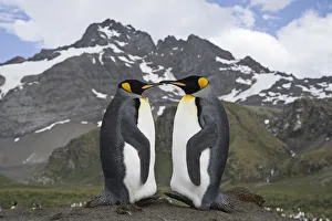 Pair of King Penguins (Aptenodytes patagonicus) on Gold Beach, South Georgia Island Pair of King Penguins (Aptenodytes patagonicus) on Gold Beach, South Georgia Island