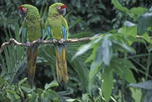 Pair of Military macaws {Ara militaris} captive, from South America Pair of Military macaws {Ara militaris} captive, from South America