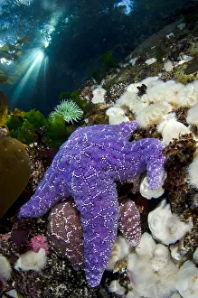 A pair of Purple sea stars (Pisaster ochraceus) climb on anemones in shallow water A pair of Purple sea stars (Pisaster ochraceus) climb on anemones in shallow water