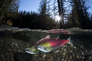 Pair of Sockeye salmon (Oncorhynchus nerka) on their redd in a shallow stream Pair of Sockeye salmon (Oncorhynchus nerka) on their redd in a shallow stream