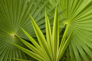 Palm Frond detail. Mahahual Penninsula, South Yucatan Peninsula, Mexico Palm Frond detail. Mahahual Penninsula, South Yucatan Peninsula, Mexico