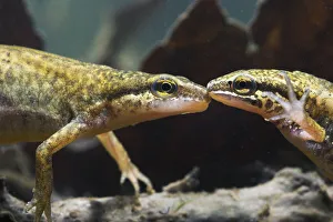 Palmate newt (Triturus helveticus) male and female underwater, captive Palmate newt (Triturus helveticus) male and female underwater, captive