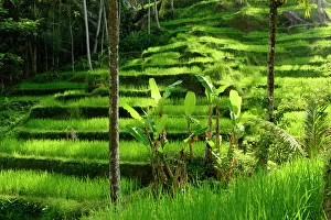 Palms growing in front of Rice (Oryza sativa) terrace. Jatiluwih Green Land, Bali Palms growing in front of Rice (Oryza sativa) terrace. Jatiluwih Green Land, Bali