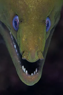 Panamic green moray (Gymnothorax castaneus), Puerto Escondido, Loreto Bay National Park Panamic green moray (Gymnothorax castaneus), Puerto Escondido, Loreto Bay National Park