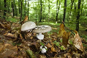 Panther cap fungi (Amanita pantherina) in Beech (Fagus sp) forest, Morske Oko Reserve Panther cap fungi (Amanita pantherina) in Beech (Fagus sp) forest, Morske Oko Reserve