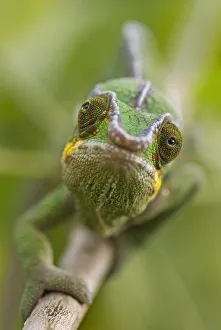 Panther chameleon (Furcifer pardalis) walking along branch, Madagascar Panther chameleon (Furcifer pardalis) walking along branch, Madagascar