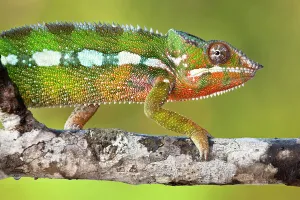 Panther chameleon {Furcifer pardalis} walking along branch, Masoala Peninsula National Park Panther chameleon {Furcifer pardalis} walking along branch, Masoala Peninsula National Park
