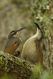 Paradise Riflebird (Ptiloris paradiseus) young males size each other up between practice displays Paradise Riflebird (Ptiloris paradiseus) young males size each other up between practice displays