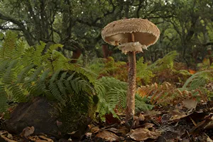 Parasol mushroom (Macrolepiota procera) Los Alcornocales Natural park, Cortes de la Frontera Parasol mushroom (Macrolepiota procera) Los Alcornocales Natural park, Cortes de la Frontera