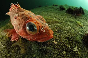 Patagonian redfish (Sebastes oculatus) about 4cm, Comau Fjord, Patagonia, Chile Patagonian redfish (Sebastes oculatus) about 4cm, Comau Fjord, Patagonia, Chile