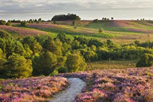 Path through Heather in bloom on lowland heathland, Rockford Common, Linwood, New Path through Heather in bloom on lowland heathland, Rockford Common, Linwood, New