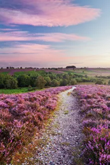 Path through Heather flowering on lowland heathland, Rockford Common, Linwood, New Path through Heather flowering on lowland heathland, Rockford Common, Linwood, New