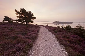 Path running through Common heather (Calluna vulgaris) in flower, with Brownsea Island Path running through Common heather (Calluna vulgaris) in flower, with Brownsea Island