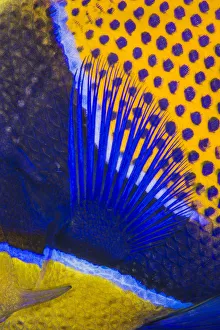 Pattern detail of a Majestic angelfish (Pomacanthus navarchus). Fiabacet Islands Pattern detail of a Majestic angelfish (Pomacanthus navarchus). Fiabacet Islands