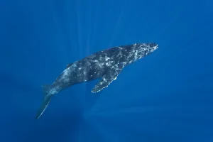 Patterns of diffused sunlight on Humpback whale (Megaptera novaeangliae), Hawaii Patterns of diffused sunlight on Humpback whale (Megaptera novaeangliae), Hawaii
