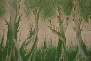 Patterns made in sand by Mint-sauce worms (Symsagittifera roscoffensis / Convoluta Patterns made in sand by Mint-sauce worms (Symsagittifera roscoffensis / Convoluta