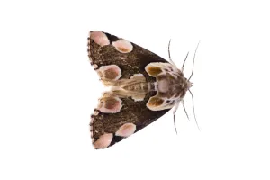 Peach blossom moth (Thyatria batis) Fliess, Naturpark Kaunergrat, Tirol, Austria Peach blossom moth (Thyatria batis) Fliess, Naturpark Kaunergrat, Tirol, Austria